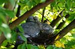 "Mutterliebe" Im Nest vor meinem Schlafzimmerfenster.