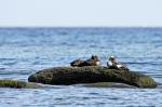 Eiderenten an der Ostsee