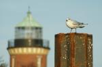 Möwe und Leuchtturm