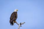 Weißkopfseeadler