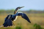 Anhinga