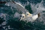 Gannets