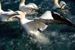 Gannets