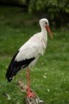 Storch