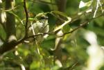 Klappergrasmücke Jungvogel Overlay Meterstab