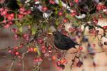 männliche Amsel