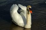 Schwan1