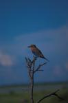 VogelinNamibia