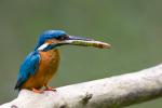 eisvogel mit baby-hecht