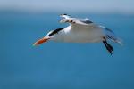 Royal Tern