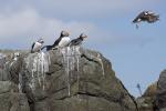 Fliehende Puffins