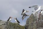 Fliehende Puffins