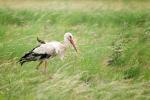 storch