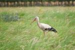 storch