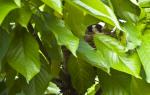 Stieglitzweibchen auf dem Nest