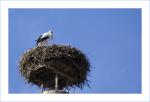 Storch