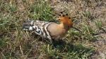 Unbekannter Vogel in der Camargue