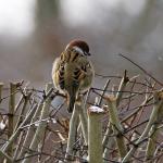 Was bin ich für ein Vogel ?