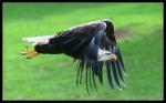 Weisskopfseeadler im vollen Flug