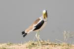 Weißscheitelkiebitz, white-crowned lapwing2