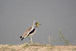 Weißscheitelkiebitz, white-crowned lapwing3