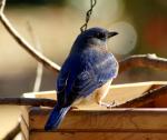 Eastern Bluebird 2