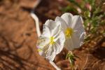 (52)	Blumen im roten „Wüstensand“