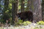 (129)	Black Bear am Trail