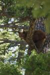 (131)	Black Bear Cub