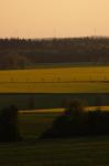 Rapsfeld und drei Windmühlen