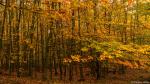 Wald im Herbst