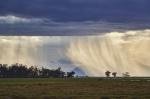 Regen im Amboseli