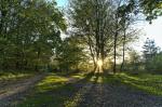 Herbstwald