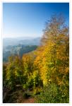 Herbst im Pfälzerwald III