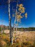 Herbst im Moor II