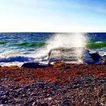 Strand Wallnau Fehmarn