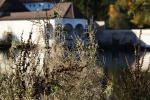 Herbst am Gunterteich