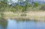 Teich-Impression beim Spaziergang am 24.05.2010 (Tirol/Austria)