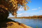 Herbst am Rhein