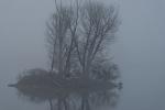 See im Nebel_1