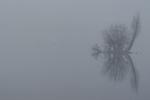 See im Nebel_5