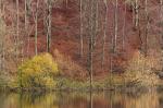 Herbst am Holzmaar