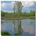 Spiegelung am Auwaldsee