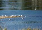 Vögel auf Müllers Insel