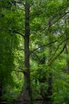 Spreewald im Sommer