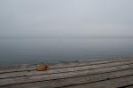 Herbstlaub am Ammersee