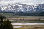 Frühling im Yellowstone