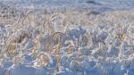 Grönland im Schnee