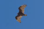 Greifvogel am Bryce Canyon II