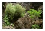 Vegetation in der Masca-Schlucht